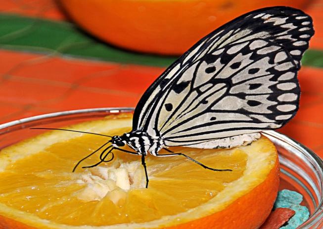 Выставка "Живые тропические бабочки"